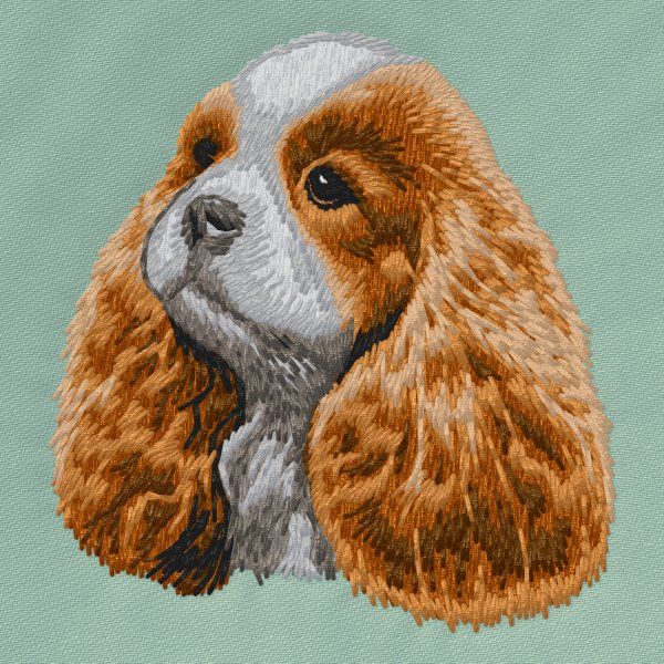 Cavalier King Charles Spaniel 18