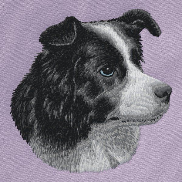 Border Collie 22