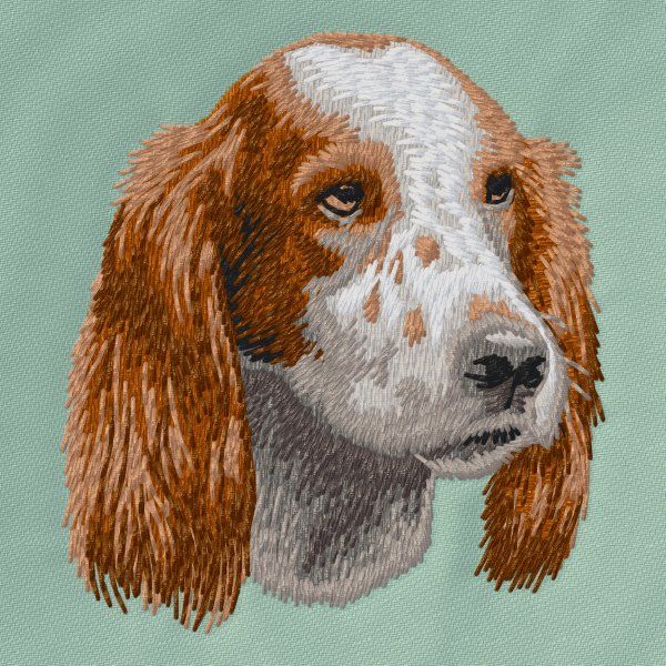 Irish Setter 9