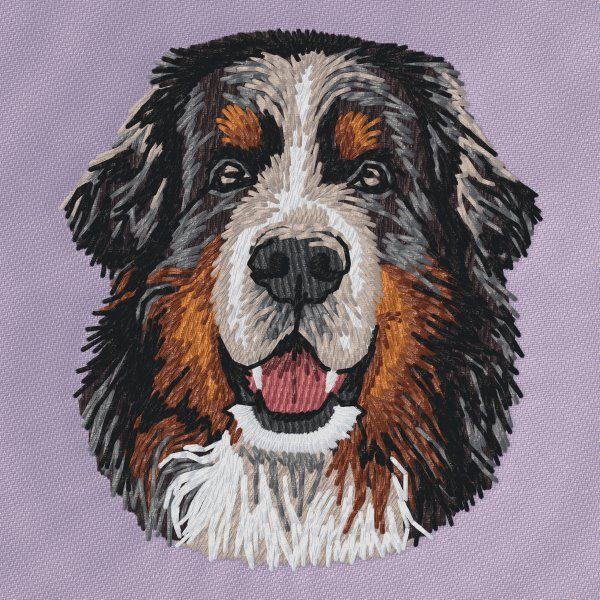 Berner Sennenhund 16