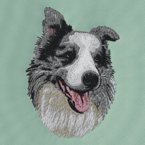 Border Collie 19