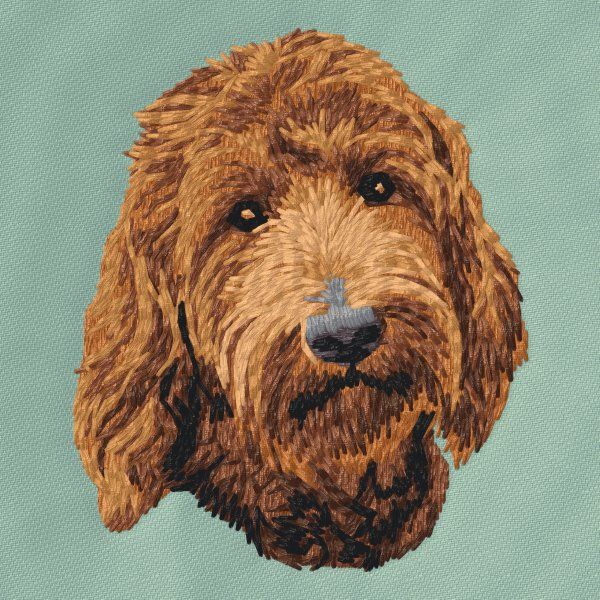 Goldendoodle 3