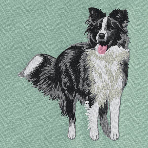 Border Collie 18
