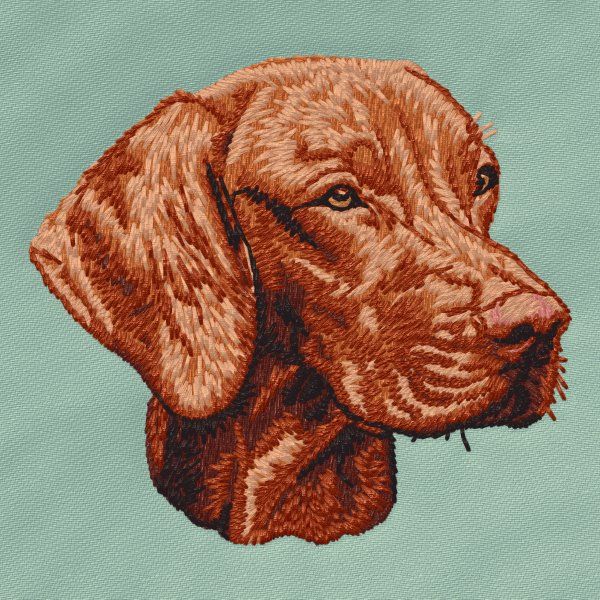 Vizsla 5