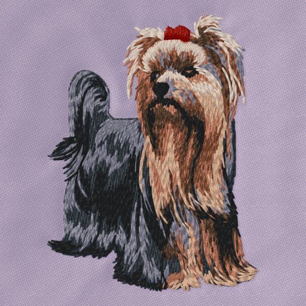 Yorkshire Terrier 23