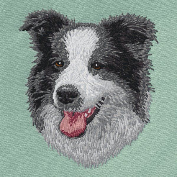 Border Collie 17