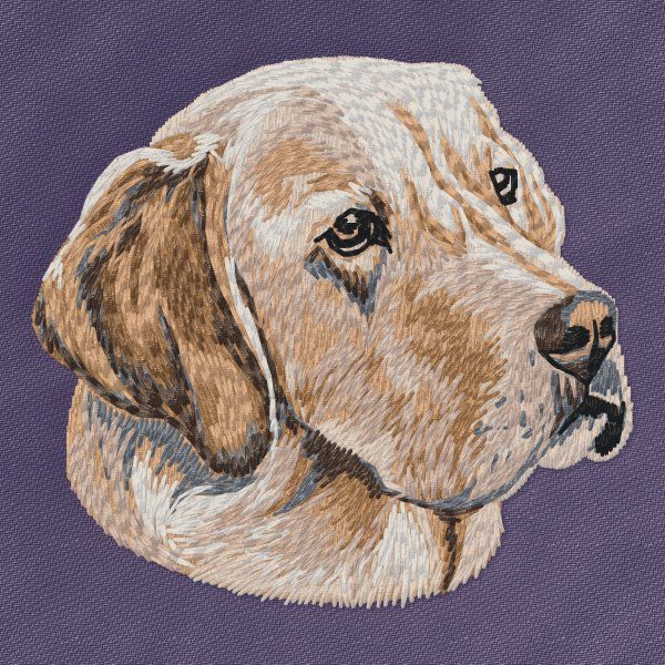 Labradorský retrívr 39