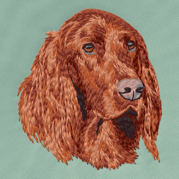 Irish Setter 6