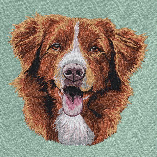 Kanadský retrívr 10