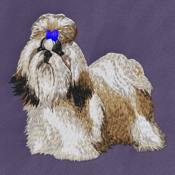 Shih-tzu 8