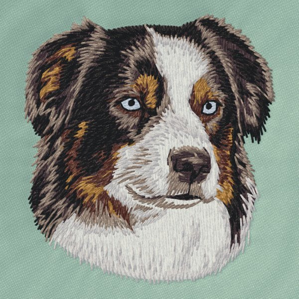 Australian Shepherd 16