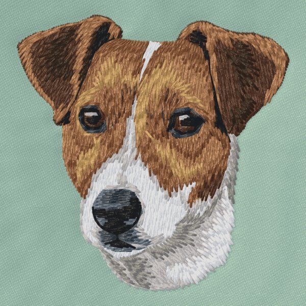 Jack Russell Terrier 12