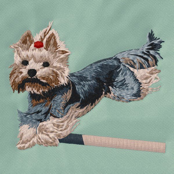 Yorkshire Terrier - Agility