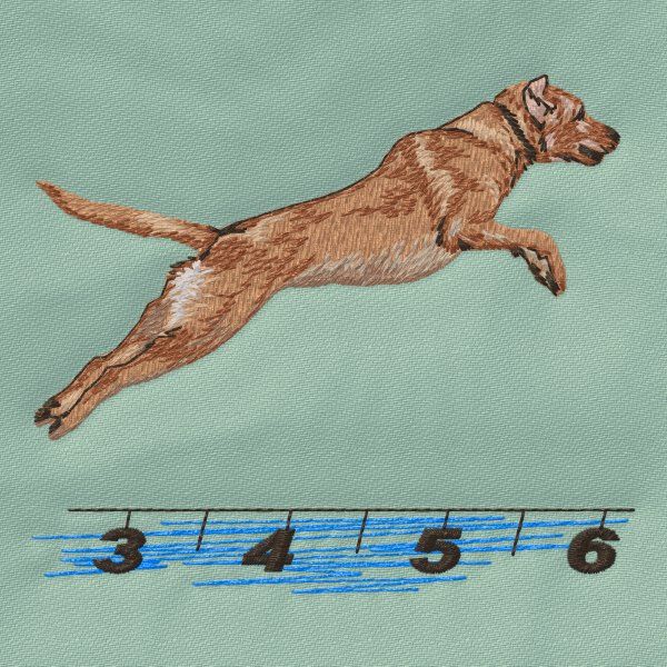 Labrador Retriever - Agility