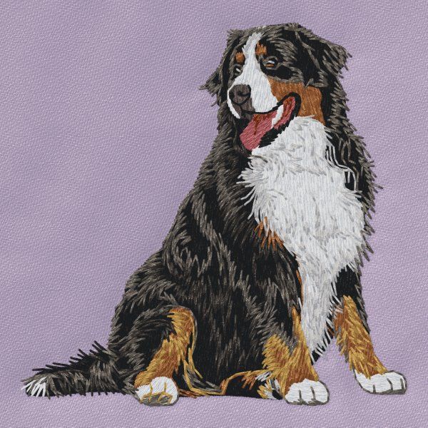 Berner Sennenhund 15