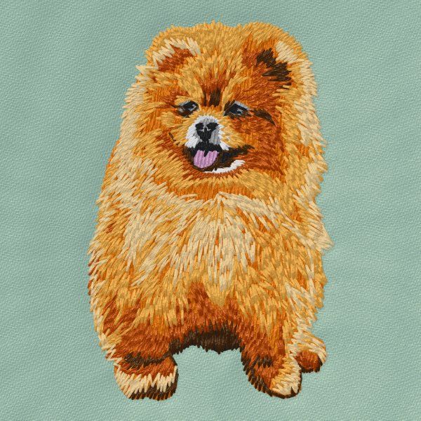 Pomeranian 8