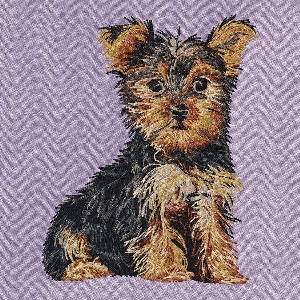 Yorkshire Terrier 22