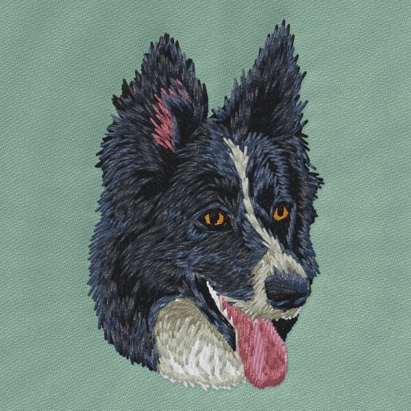 Border Collie 14