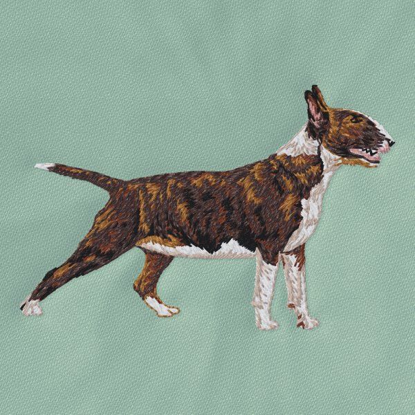 Anglický bulteriér 4