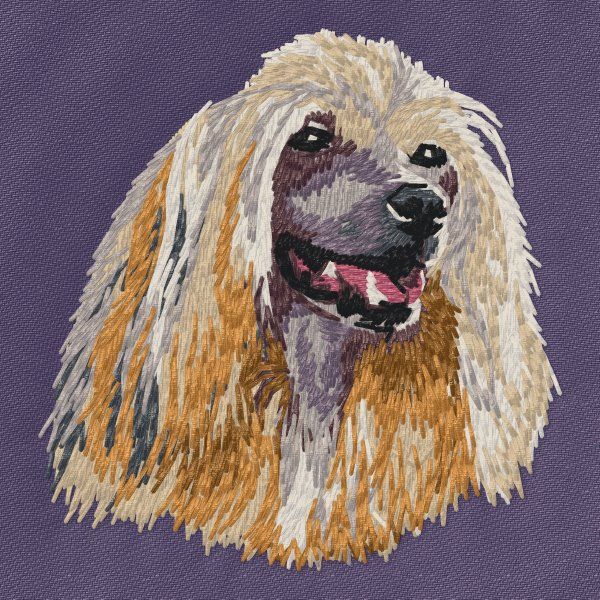 Čínský chocholatý pes 7