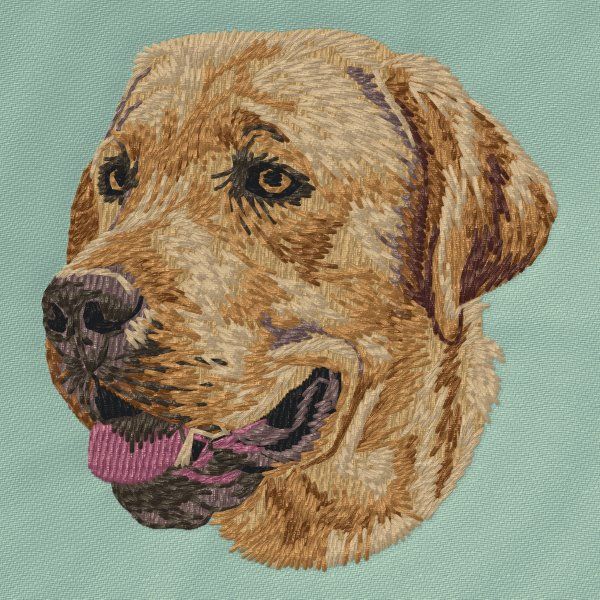 Labradorský retrívr 38