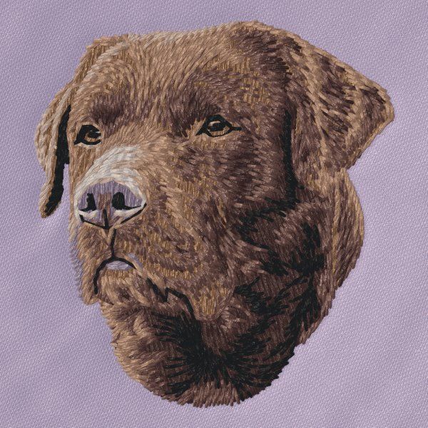 Labradorský retrívr 37