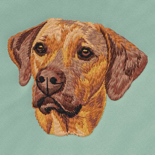 Rhodéský ridgeback 6