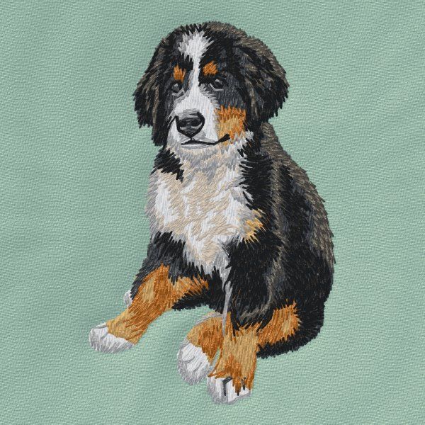 Berner Sennenhund 13