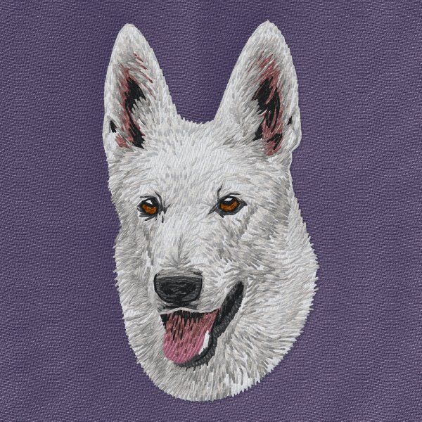 Swiss Shepherd Dog 3