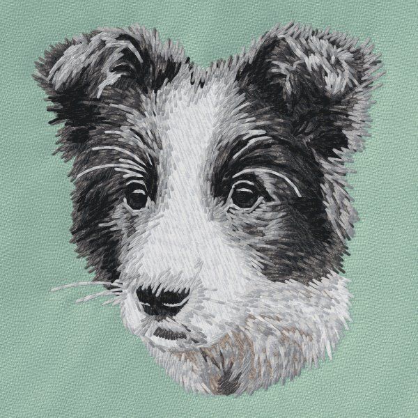 Border Collie 13