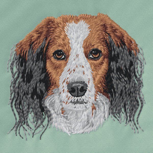 Kooikerhondje 2