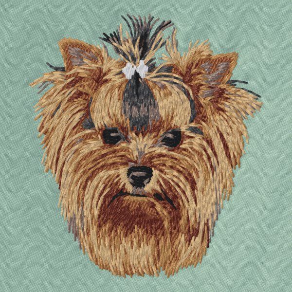 Yorkshire Terrier 21