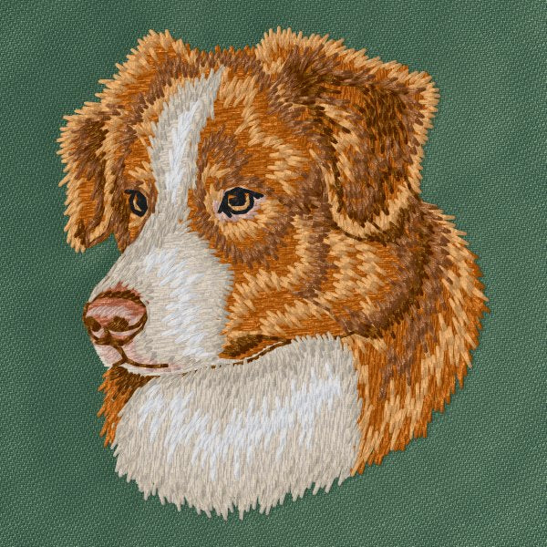 Australian Shepherd 15