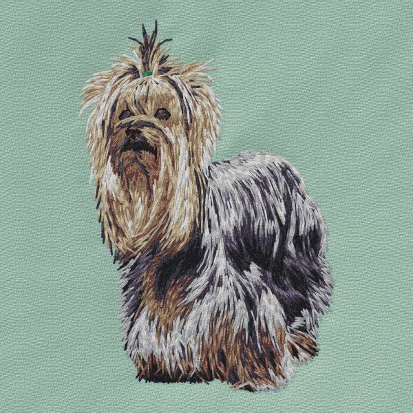 Yorkshire Terrier 20