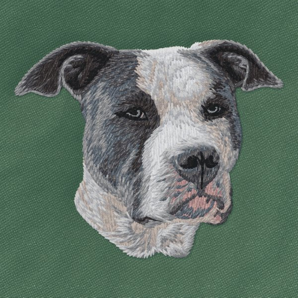 American Staffordshire Terrier 5