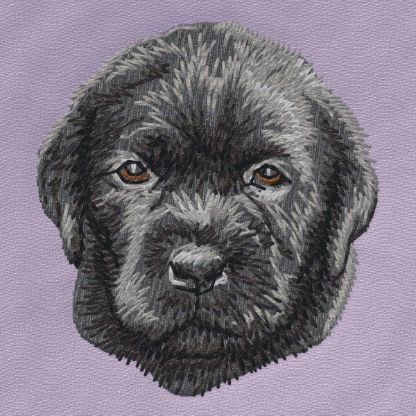 Labradorský retrívr 32