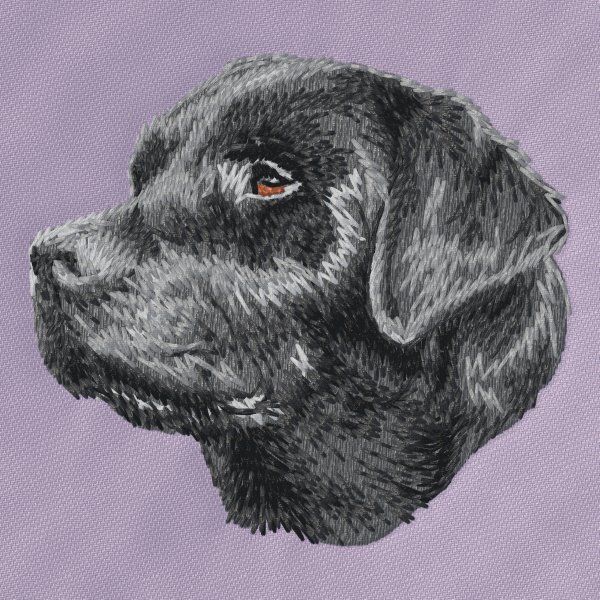 Labradorský retrívr 31