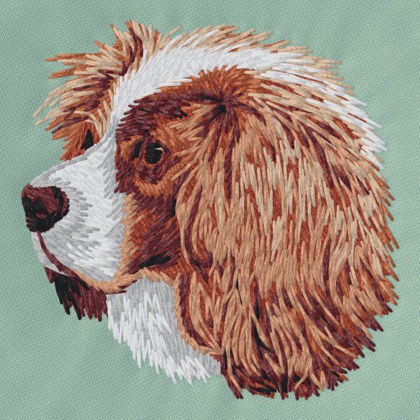 Cavalier King Charles Spaniel 16