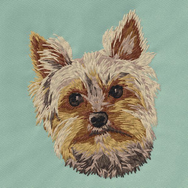 Yorkshire Terrier 18