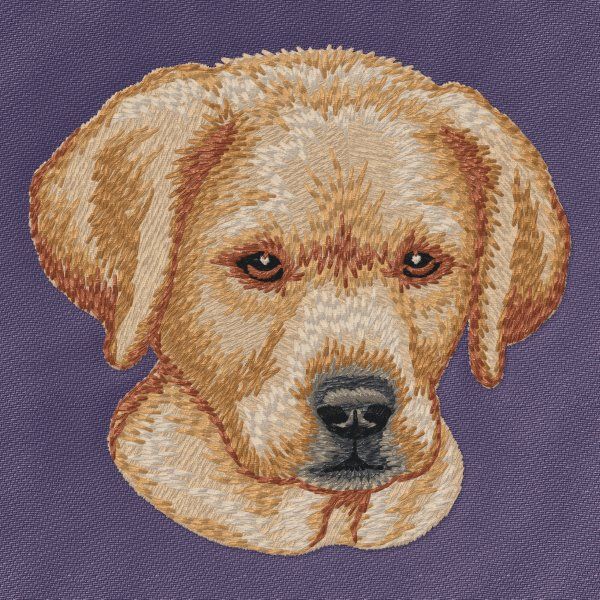 Labradorský retrívr 29