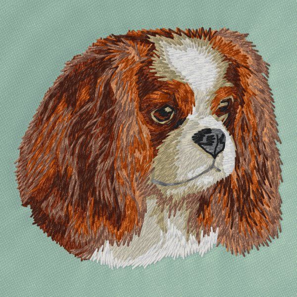 Cavalier King Charles Spaniel 14