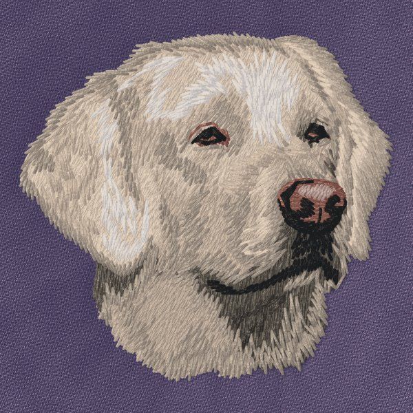 Labradorský retrívr 27