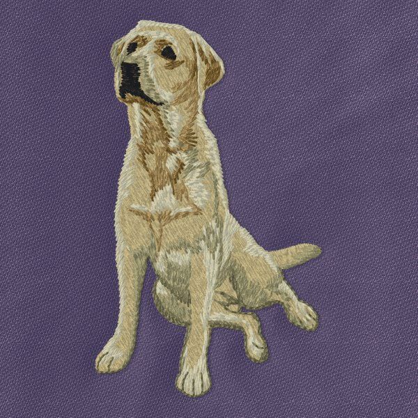 Labradorský retrívr 26