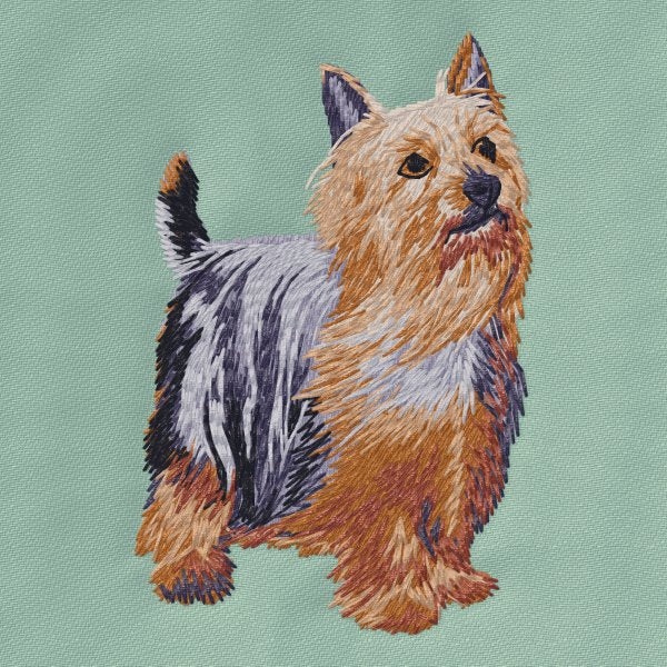 Australian Silky Terrier 7