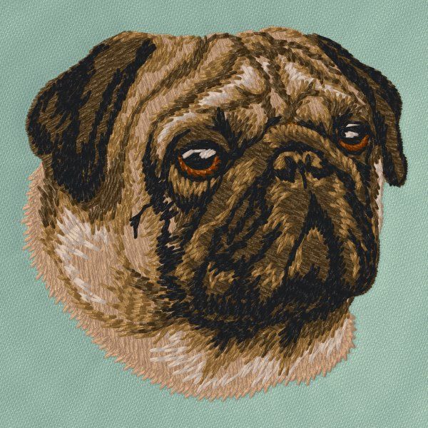 Pug 7