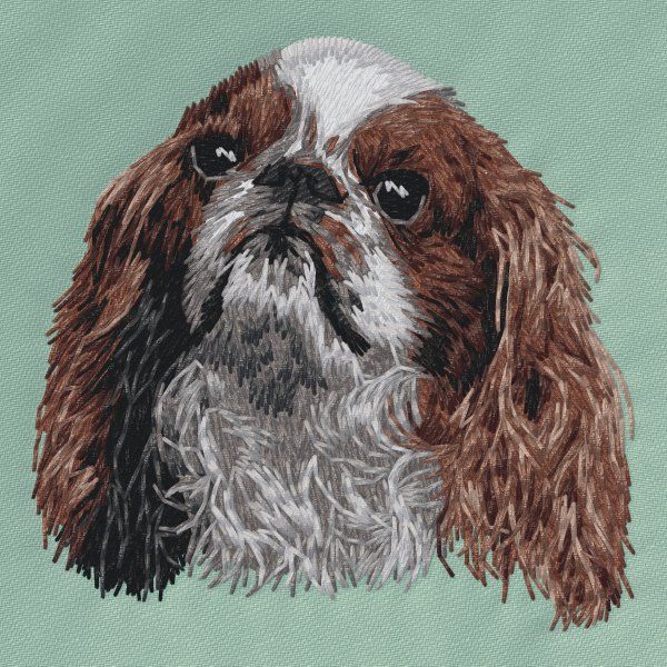Cavalier King Charles Spaniel 20
