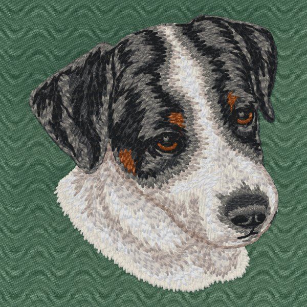 Jack Russell Terrier 9