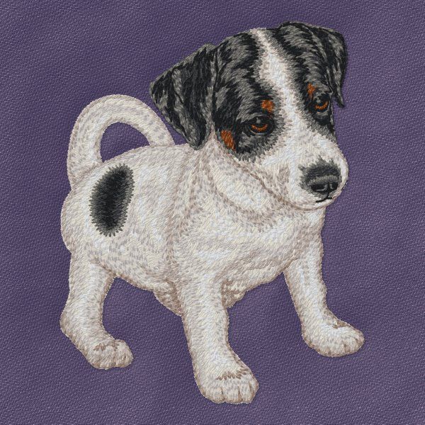 Jack Russell Terrier 8