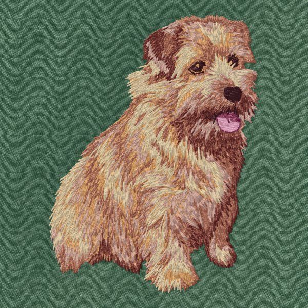 Norfolk Terrier 3