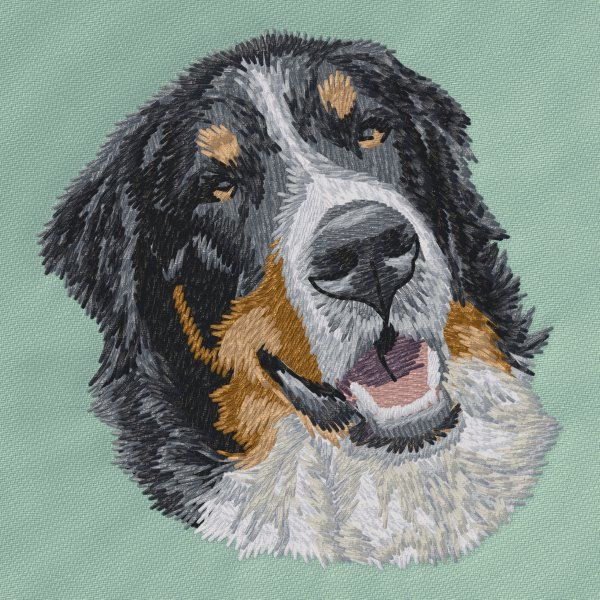 Berner Sennenhund 11